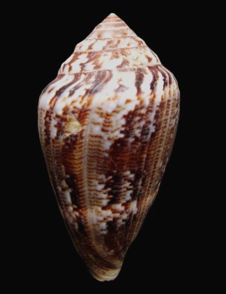 CONUS MEDITERRANEUS var. TURRITA?